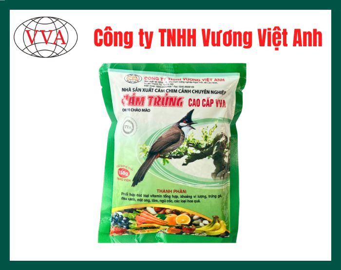 Cám trứng - Chim chào mào con Vương Việt Anh
