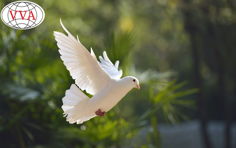 Hình 10: Chim Bồ Câu