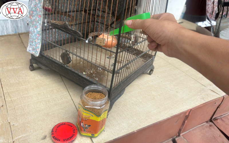 Hình 2: Chế độ dinh dưỡng cho chim