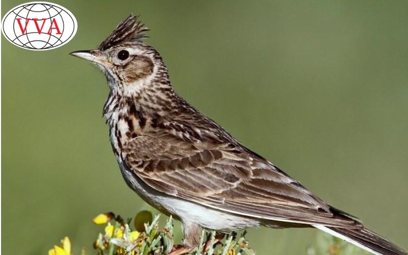 Hình 6: Chim Sơn Ca