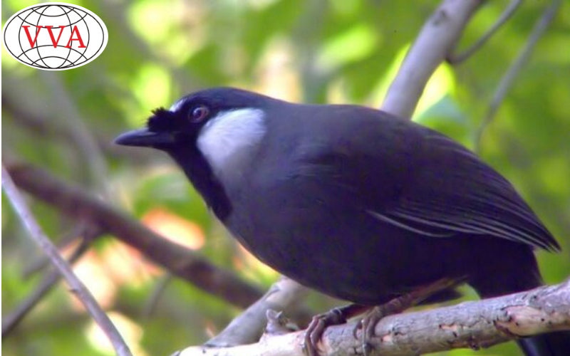 Hình 8: Chim Khướu