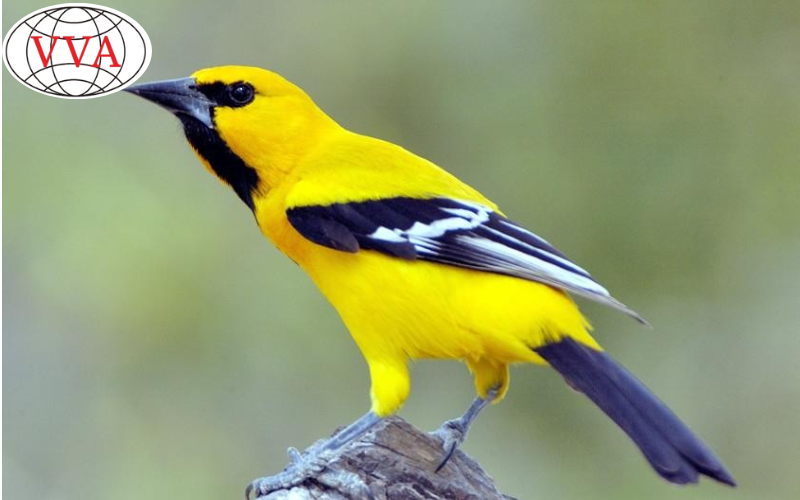Hình 9: Chim Vàng Anh