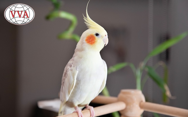 Hình 4: Vẹt Cockatiel