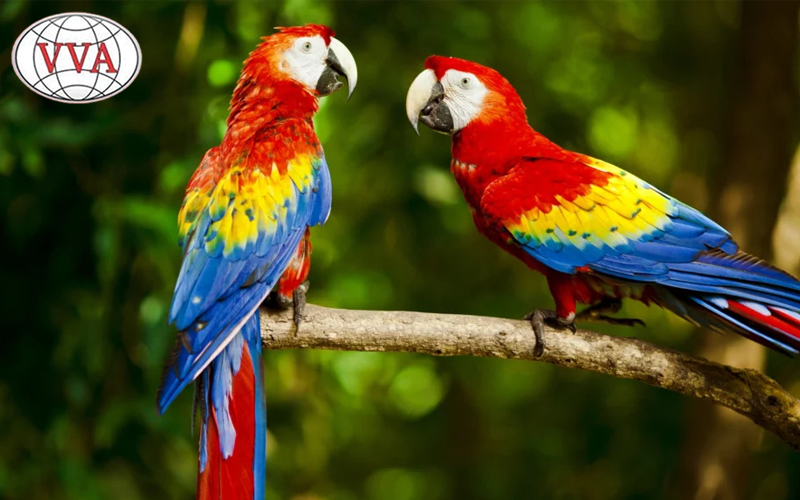 Hình 6: Vẹt Macaw (Blue and Gold Macaw)