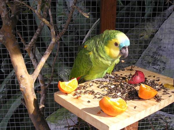 How to choose the right mixed food for oats and parrots